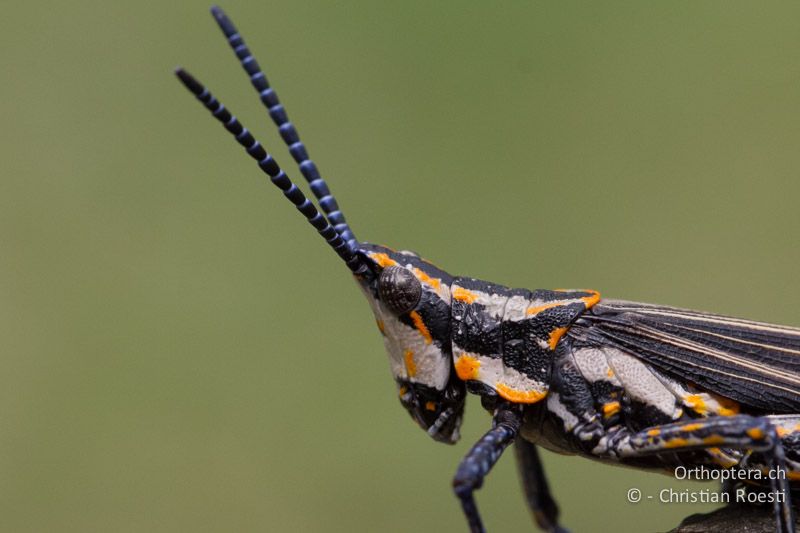 Kurzfühlerschrecke (Pygomorphidae) - SA, Mpumalanga, Dullstroom, Field & Stream Lodge, 12.01.2015