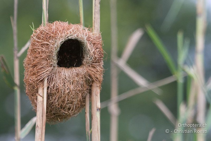 Nest vom Grosbeak Weaver (Amblyospiza albifrons) ♂ - SA, Gauteng, Pretoria National Botanical Garden, 16.01.2015