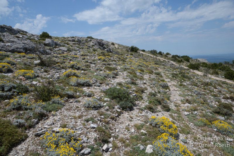 Lebensraum von Prionotropis und Ephippiger provincialis - FR, Pic des Mouches, 06.07.2014