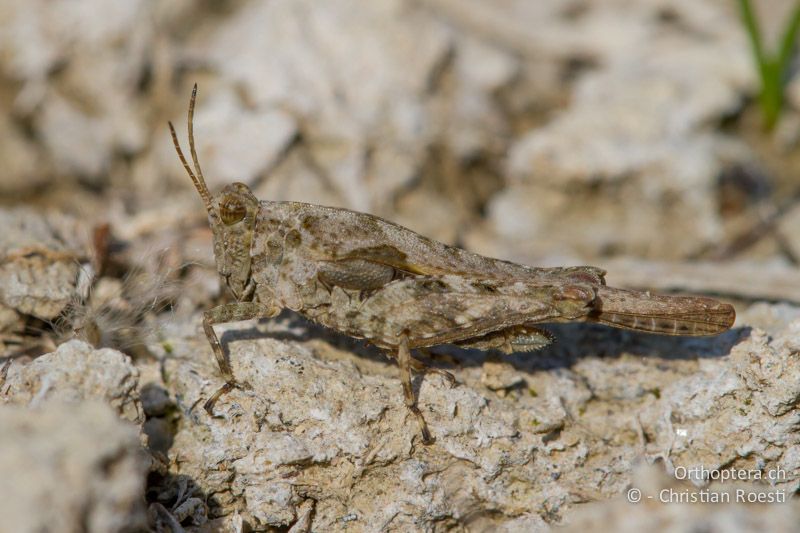 Tetrix ceperoi ♀ - CH, VD, Cudrefin, 06.09.2013