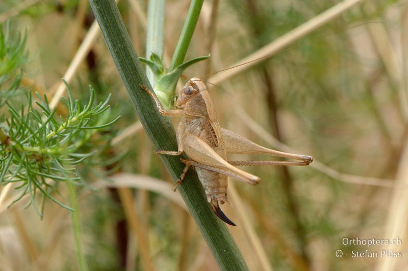 Platycleis incerta ♀ - GR, Zentralmakedonien, Kerkini-See, 08.07.2013