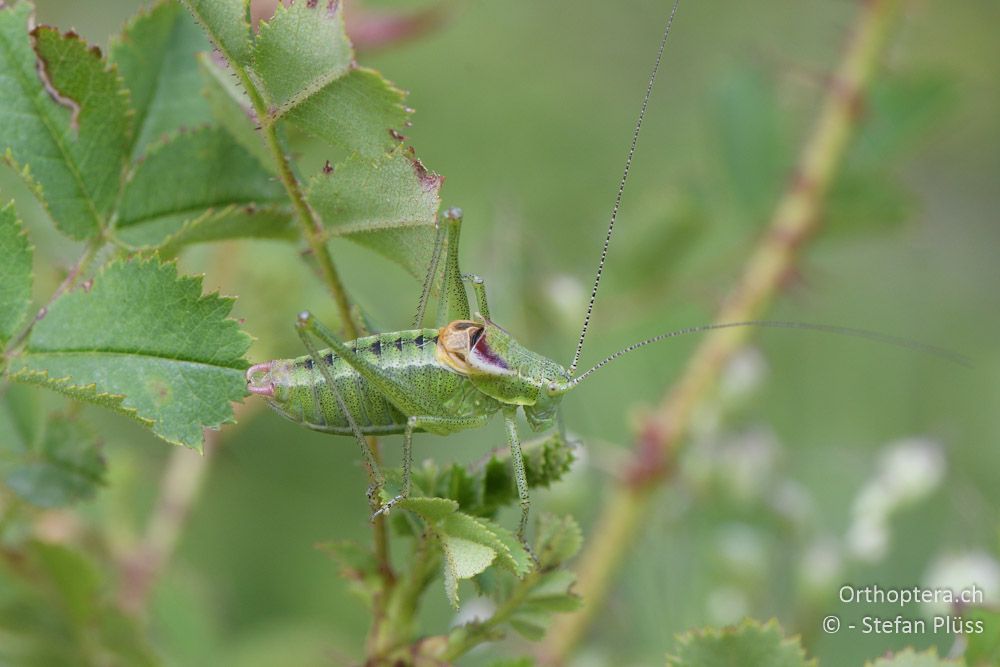 Poecilimon orbelicus ♂- BG, Blagoewgrad, Bergwiese bei Pass nach Pirin, 12.07.2018