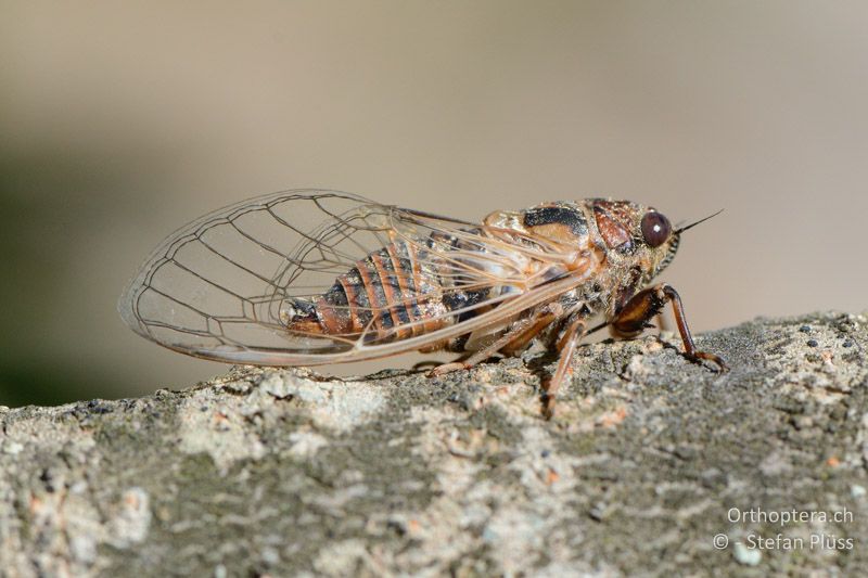 Tettigetta argentata - FR, Plateau d'Aumelas, 11.07.2014