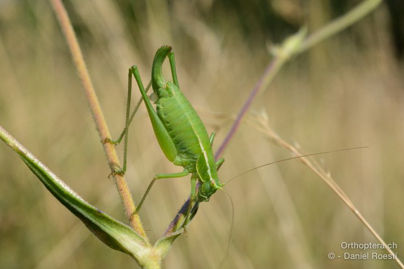 Poecilimon elegans ♀ - HR, Istrien, Učka-Gebirge, 20.07.2015