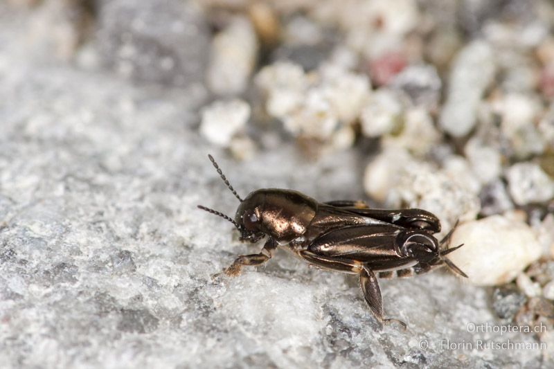 Xya pfaendleri ♂ - GR, Thessalien, Meteora, 14.07.2013