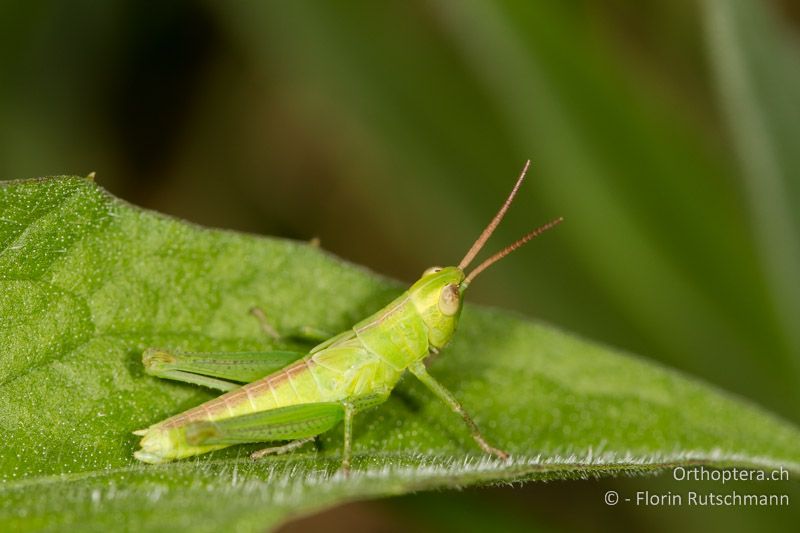 Larve von Mecostethus parapleurus ♂ - CH, TG, Frauenfeld, 13.08.2013