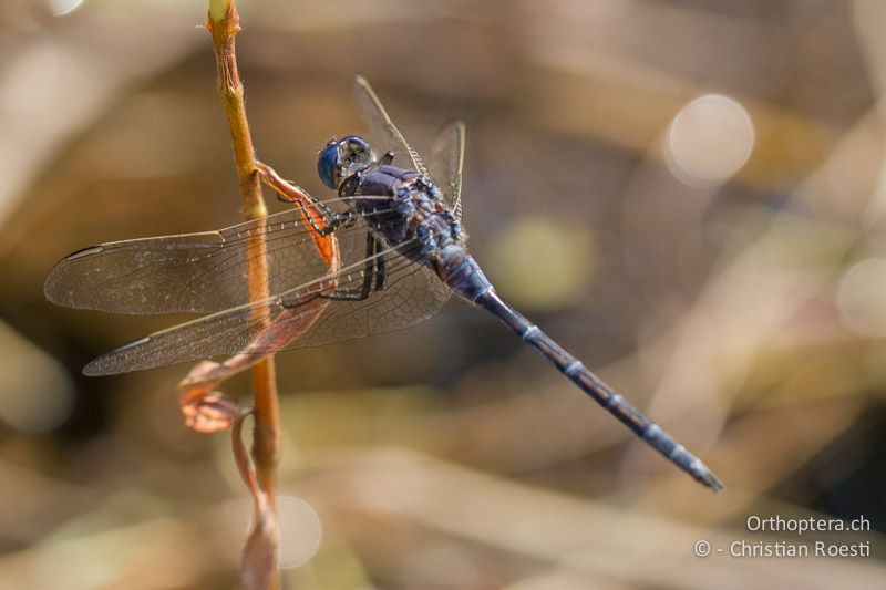 Orthetrum trinacria, Long Skimmer ♂ - SA, Nort West, Rustenburg, Magaliesberg, 14.01.2015