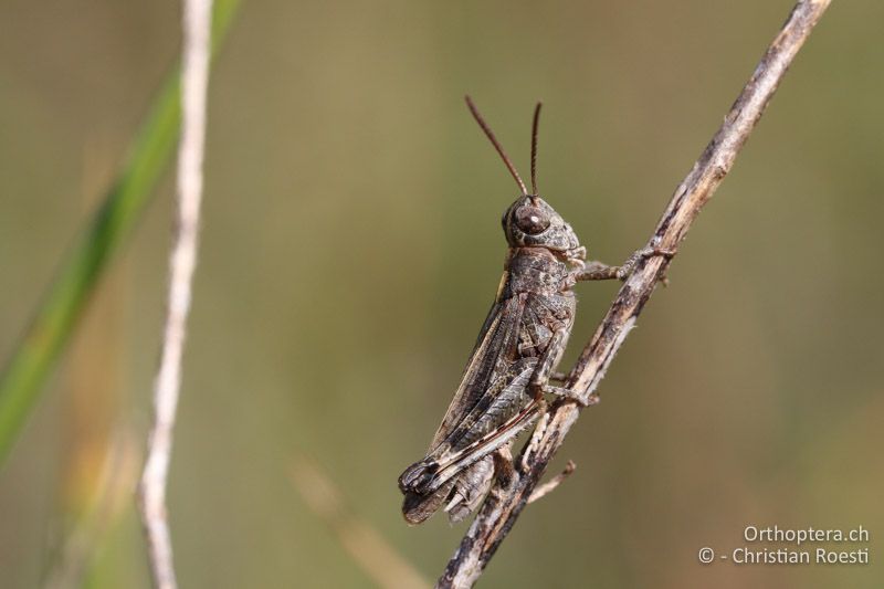 Epacromius coerulipes ♂ - AT, Burgenland, Oggau am Neusiedlersee, 15.09.2016