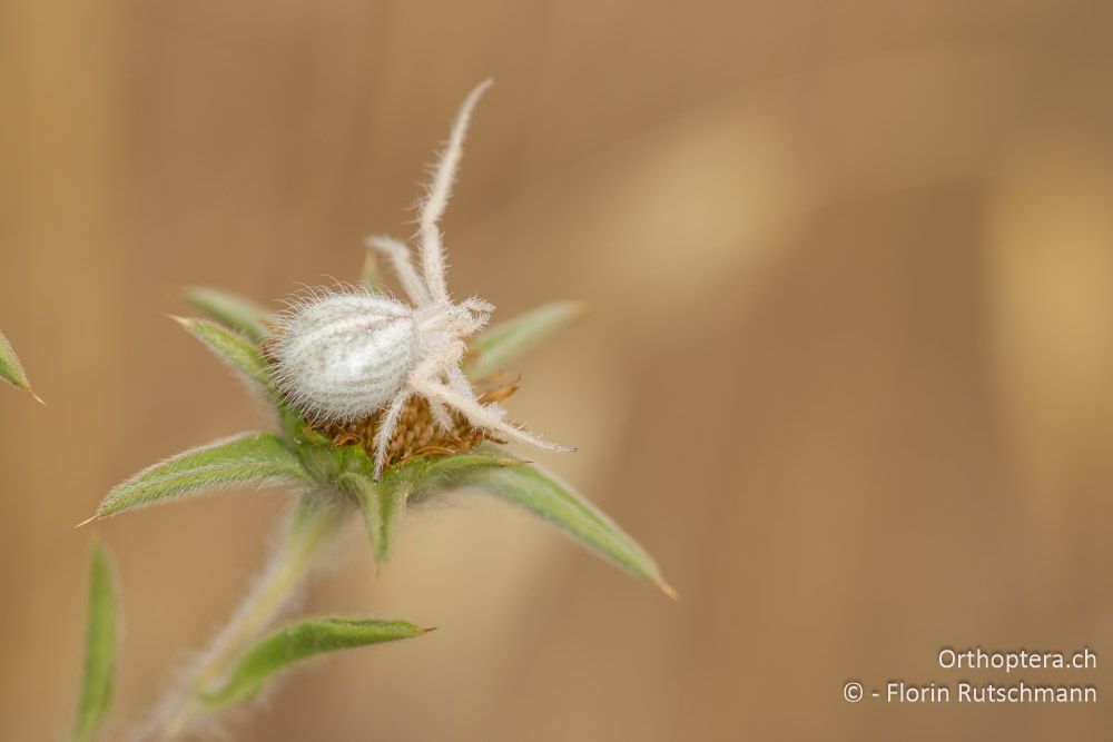 Krabbenspinne - GR, Epirus, Preveza, 06.06.2024