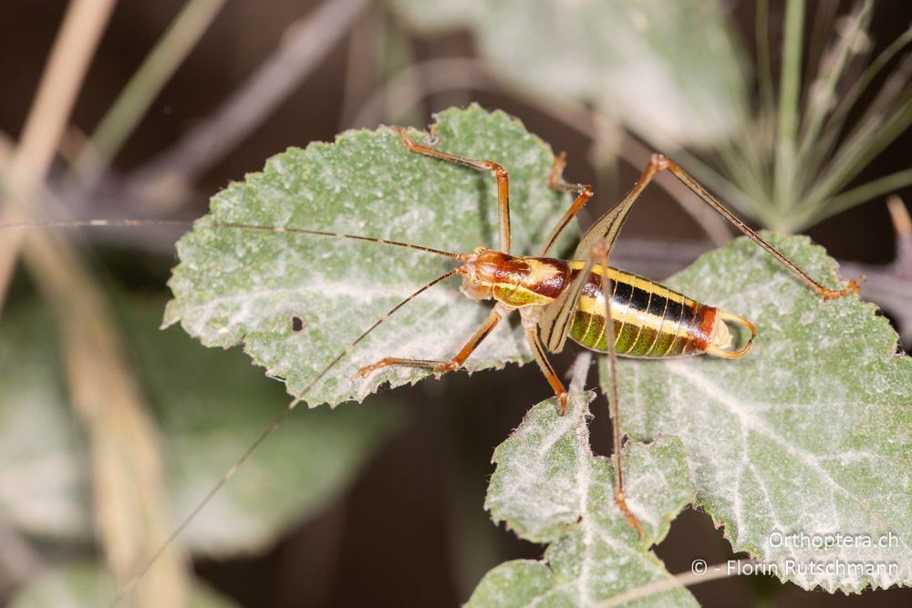 Poecilimon laevissimus ♂ - GR, Ionische Inseln, Lefkada, 10.06.2024