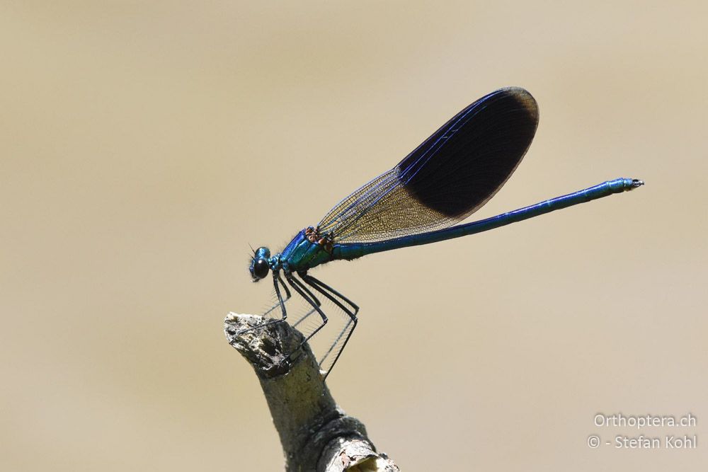 Gebänderte Prachtlibelle (Calopteryx splendens balcanica) ♂ - BG, Plowdiw, Belovitsa, 10.07.2018