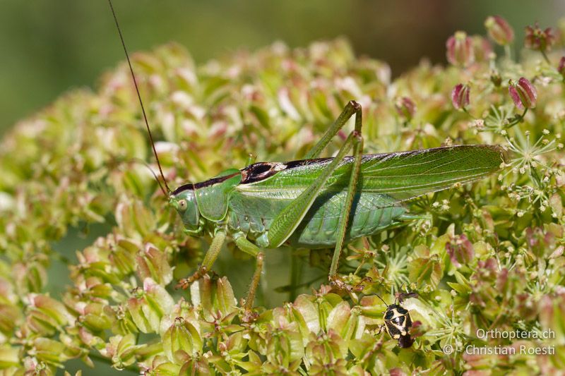 Tettigonia viridissima ♂ - CH, VS, Jeizinen, 10.08.2013