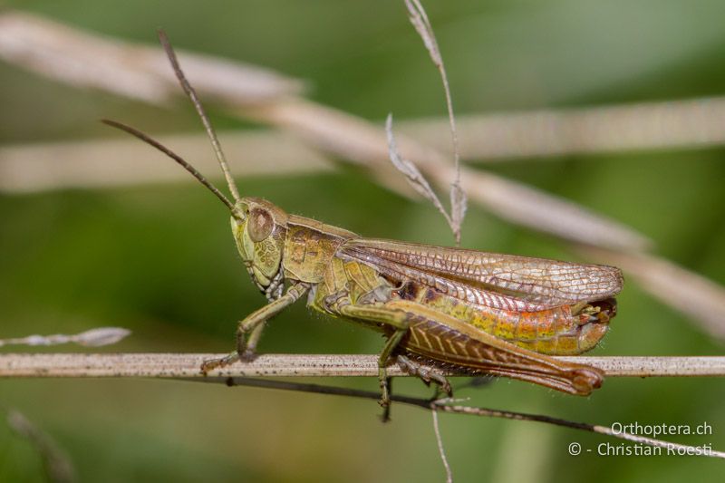 Chorthippus dorsatus ♂ - CH, BL, Diegten 21.08.2013