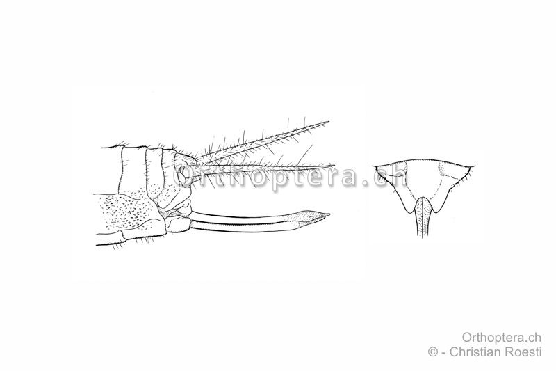 Hinterleibsende von der Seite und Subgenitalplatte von unten von Pseudomogoplistes vicentae ♀