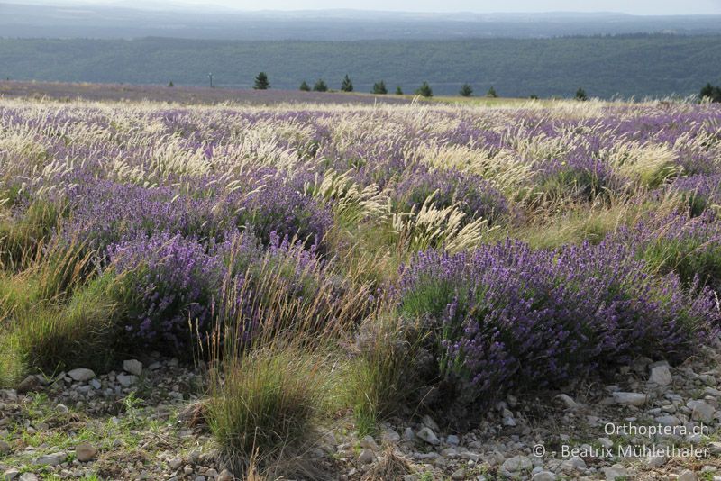 Lavendelfeld bei Sault am Fusse des Mont Ventoux - FR, Mont Ventoux, 04.07.2014