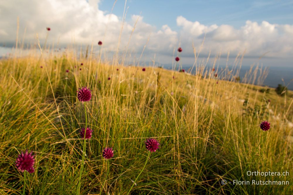 Hübscher Kugelköpfiger Lauch bringt Farbe in die Wiesen - HR, Istrien, Brest, 25.07.2014