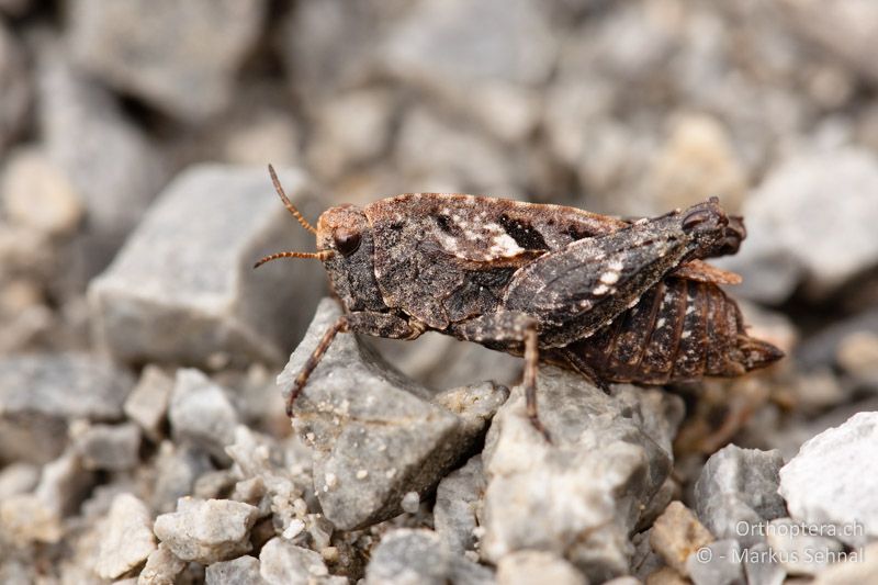 Tetrix kraussi ♀ - AT, Kärnten, Nockalm, 08.08.2012