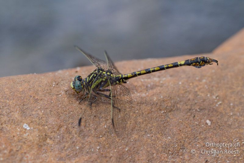 Paragomphus cognatus, Rock Hooktail ♂- SA, Mpumalanga, Dullstroom, Field & Stream Lodge, 13.01.2015