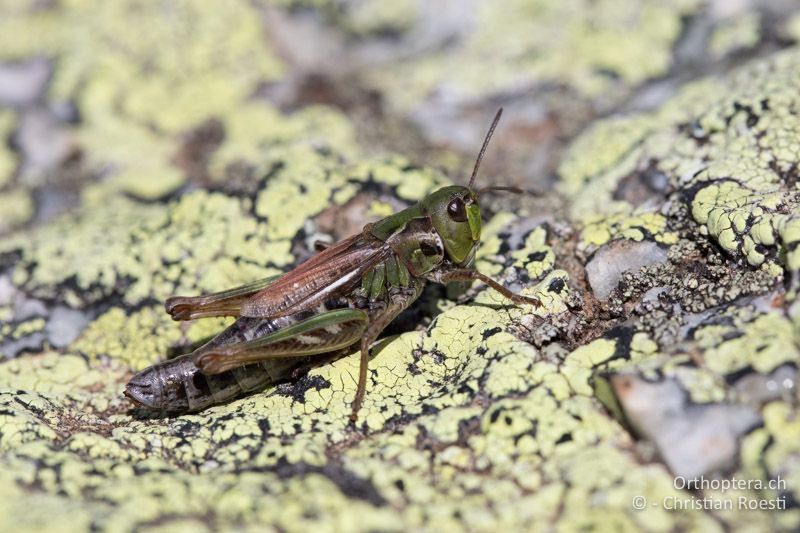 Aeropedellus variegatus ♀ - CH, GR, Muottas Muragl, 19.09.2019