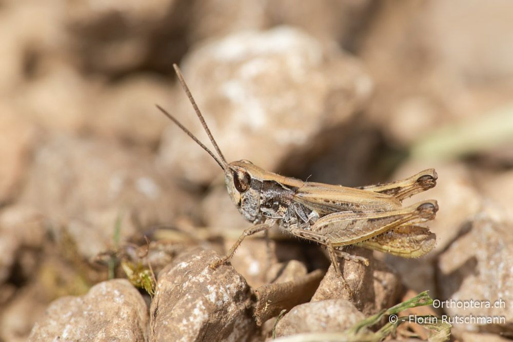 Chorthippus sangiorgii ♂ - GR, Ionische Inseln, Kefalonia, 15.06.2024