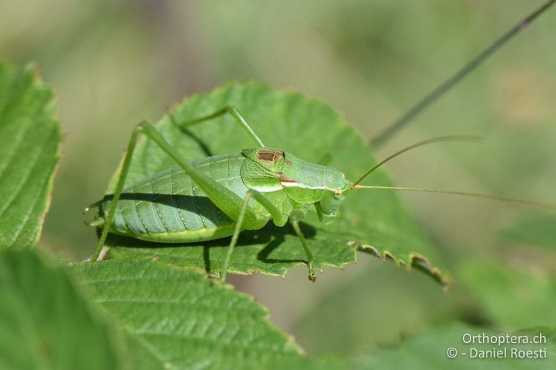 Isophya bureschi ♂ - BG, Pasardschik, Streltscha, 10.07.2018