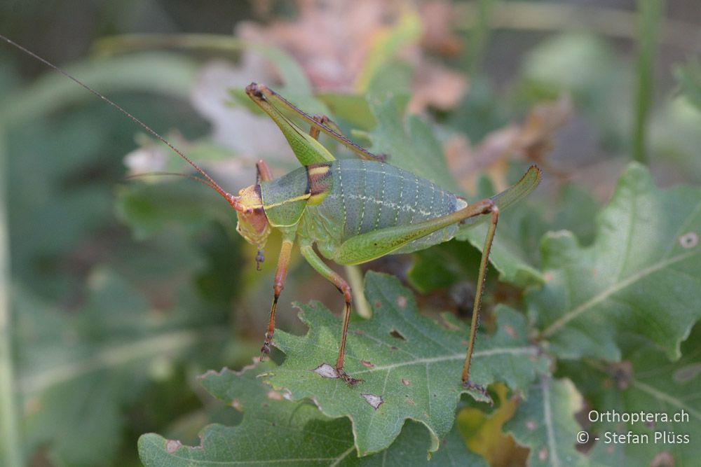 Barbitistes yersini ♀ - HR, Istrien, Bokordići, 19.07.2015