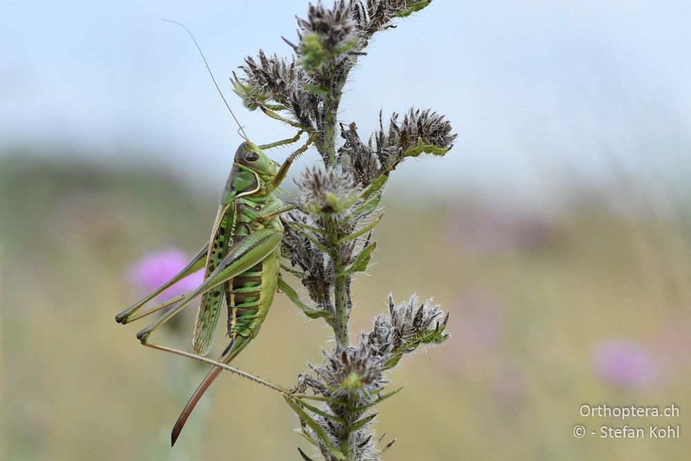 Heideschrecke (Gampsocleis glabra) ♀ - AT, Niederösterreich, Ebergassing, 08.07.2018