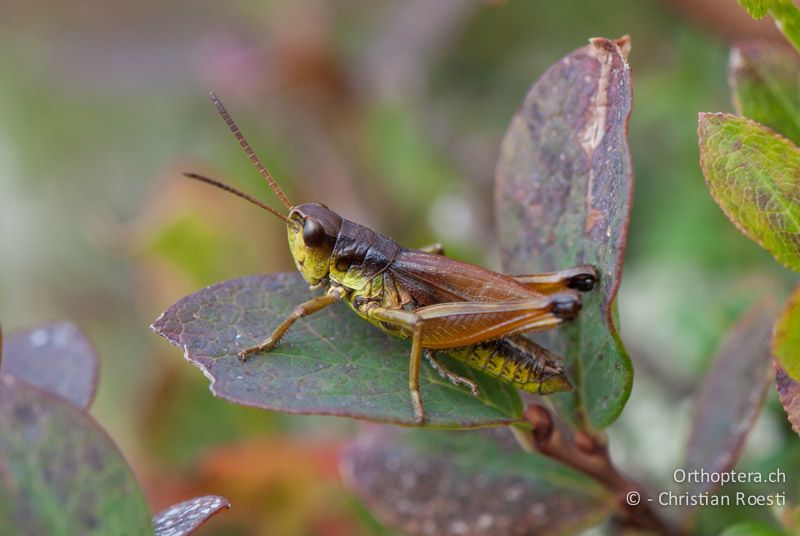 Podismopsis keisti ♂ - CH, SG, Gamserrugg, 05.09.2010