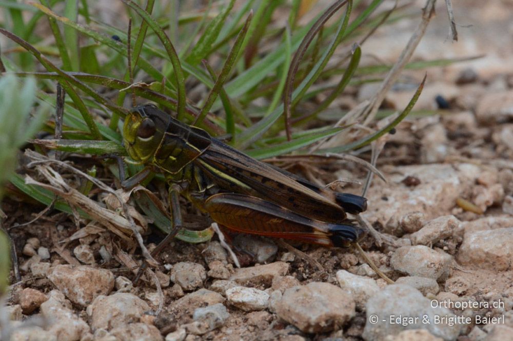 Ein Fototermin macht hungrig: Arcyptera microptera ♂ - HR, Istrien, Bokordići, 19.06.2016