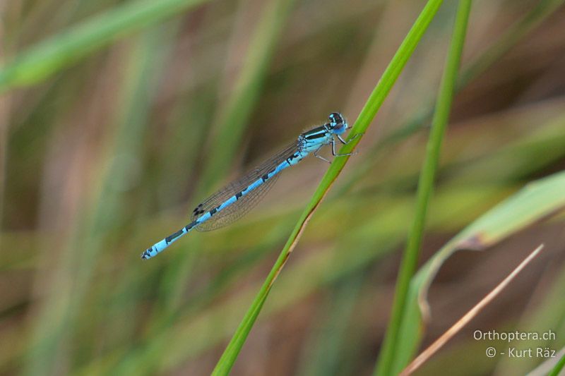 Helm-Azurjungfer (Coenagrion mercuriale) ♂ - FR, Canal de Vergière, 07.07.2014