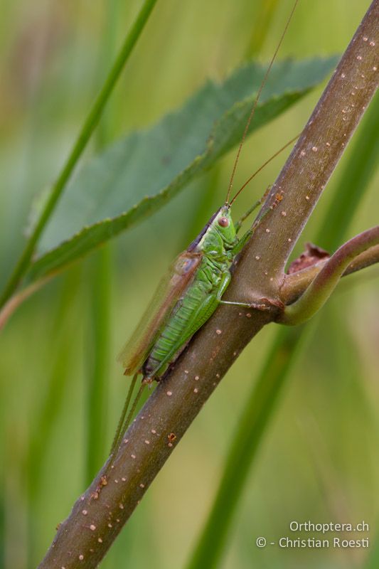 Conocephalus fuscus ♂ - CH, VD, Cudrefin, 25.08.2011