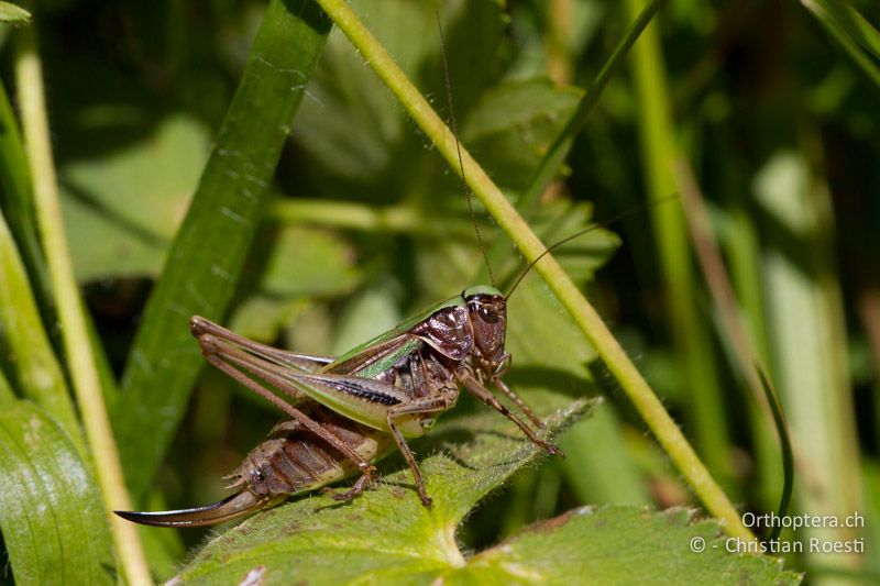 Metrioptera brachyptera ♀ - CH, BE, Stechelberg, 15.08.2013