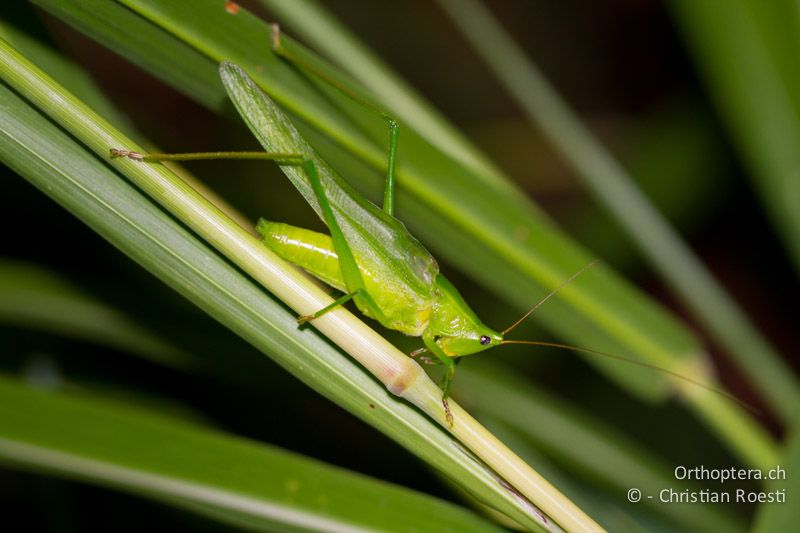 Ruspolia nitidula ♂, singend - CH, TI, Castel-San-Pietro, 02.09.2013