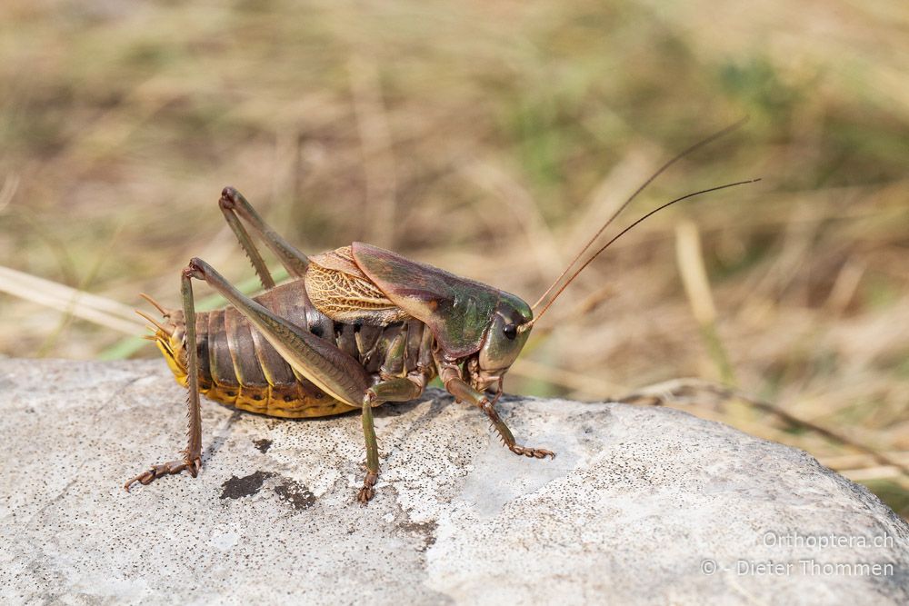 Psorodonotus illyricus ♂ - HR, Istrien, Račja Vas, Dol, 24.07.2015