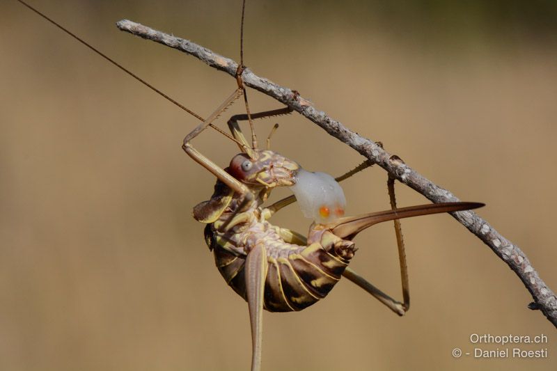 Ephippiger discoidalis ♀ frisst von der Spermatophore - HR, Istrien, Premantura, 22.07.2015