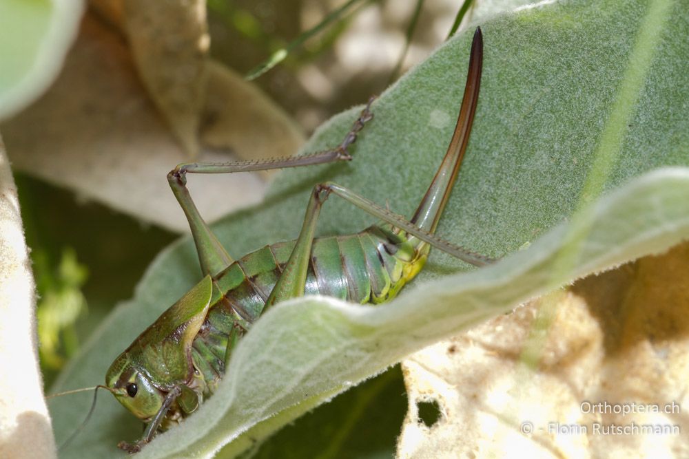 Psorodonotus fieberi - Mt. Varnous, 18.07.2011