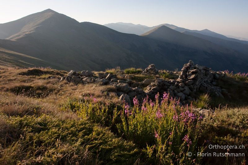 Bergwiese mit Stauden in feuchteren Muldenlage - GR, Westmakedonien, Mt. Varnous, 20.07.2012