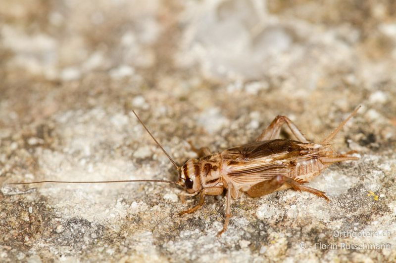 Acheta domesticus ♂ - Zuchttier, 27.03.2013