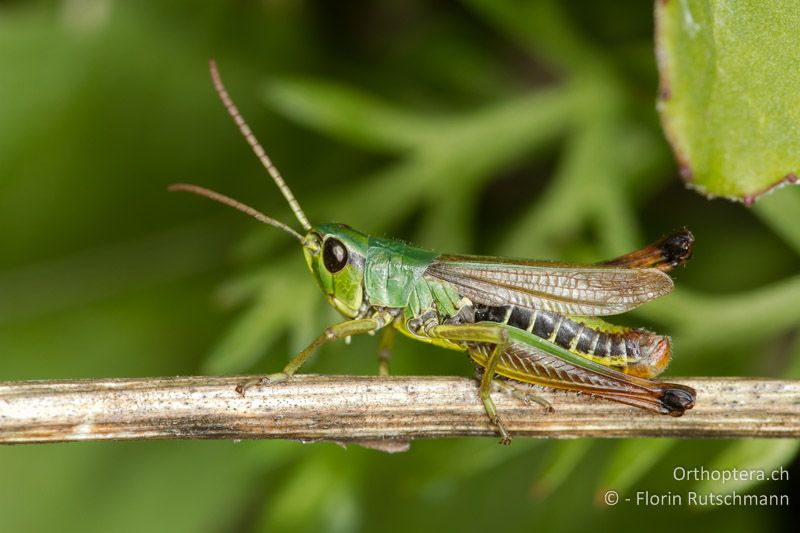 Pseudochorthippus parallelus ♂ - CH, VS, Törbel, 22.09.2013