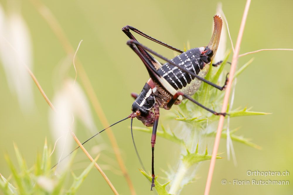 Dunkle Säbelschrecke (Barbitistes ocskayi) ♀ - HR, Istrien, Mutvoran, 20.06.2016