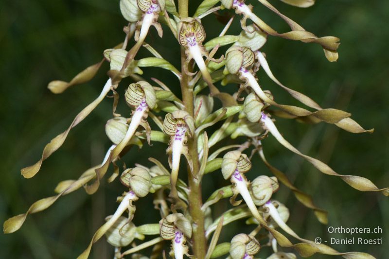 Bocks-Riemenzunge (Himantoglossum hircinum) - FR, Sault, 04.07.2014