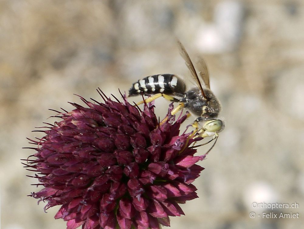 Bembix oculata - GR, Westmakedonien, Grevena, 12.07.2013