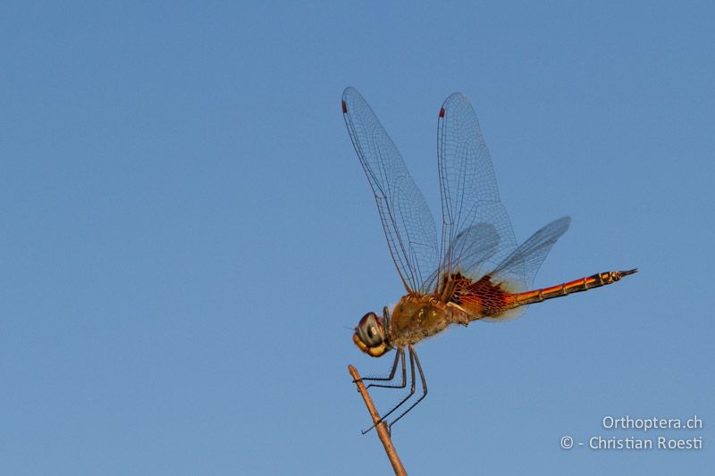 Tramea basilaris, Keyhole Glider ♂ - SA, Limpopo, Nylsvlei Nature Reserve, 30.12.2014