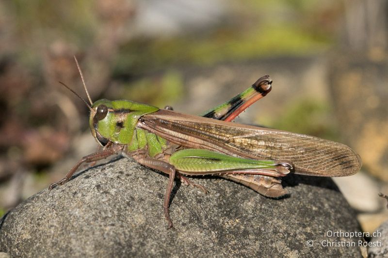 Locusta migraoria ♂. Seit langem das erste Individdum im Seeland beobachtet - CH, BE, Müntschemier, 29.10.2016