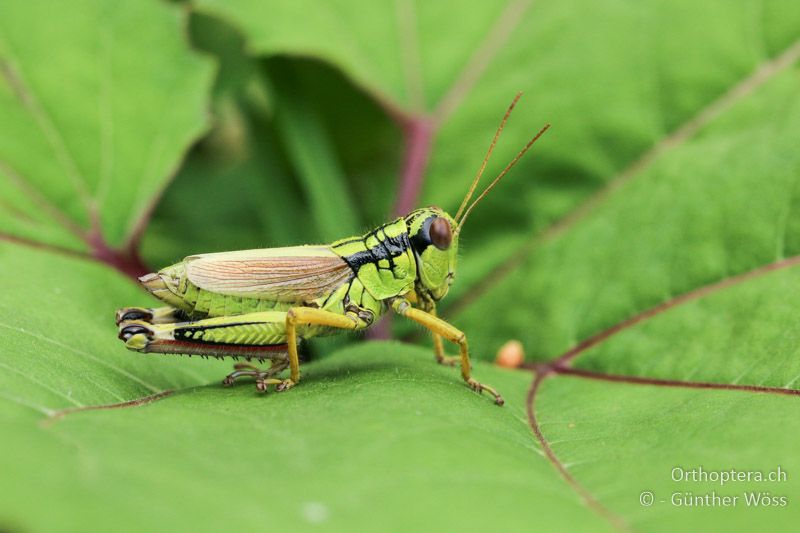 Miramella irena ♀ - AT, Kärnten, Loiblpass, 08.07.2017