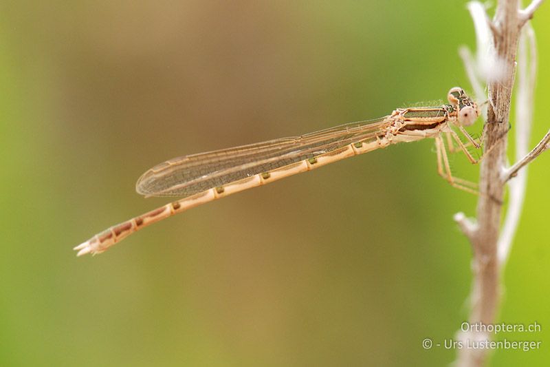 Diese Gemeine Winterlibelle (Sympecma fusca) in der Grube bei Saint-Gilles wird den Winter als Imago überdauern - FR, Saint-Gilles, 10.07.2014