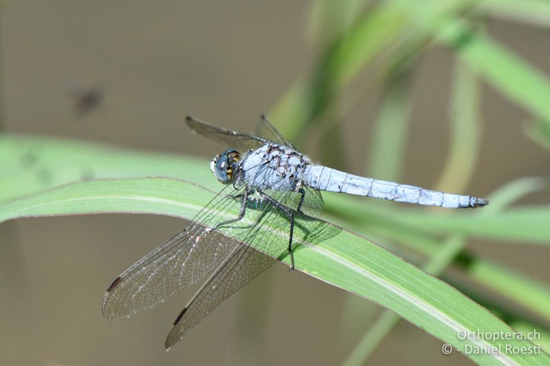 Südlicher Blaupfeil ♂ - BG, Blagoewgrad, an der Struma bei Ribnik, 13.07.2018