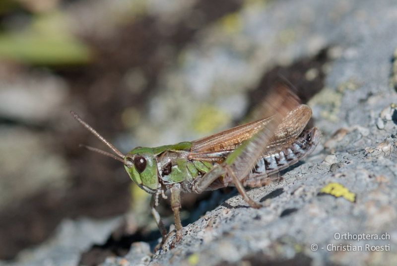 Aeropedellus variegatus ♂, singend - CH, GR, Muottas Muragl, 02.08.2008