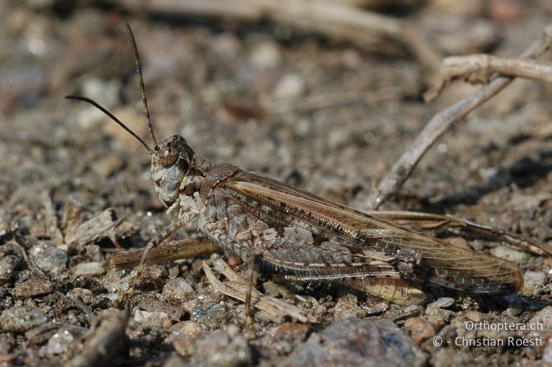 Acrotylus patruelis ♂ - CH, TI, Arzo, 07.09.2006