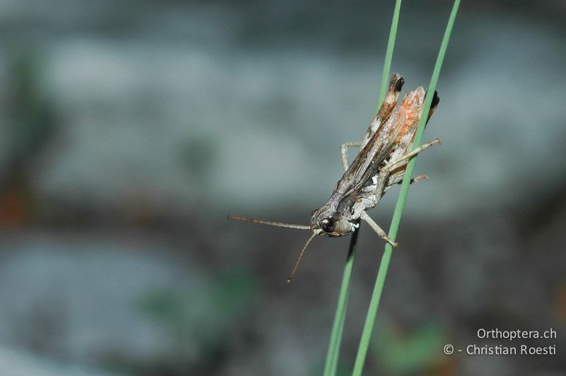 Chorthippus pullus ♂, schlafend - CH, VS, Salgesch, 02.06.2007